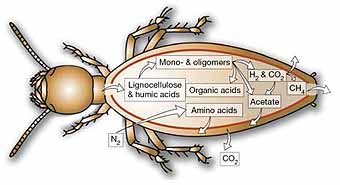 Termite