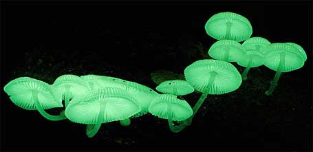 bioluminescent plants