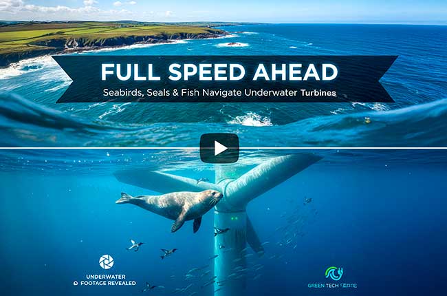 The Silent Guardian: How a Tidal Turbine Became an Unlikely Marine Sanctuary